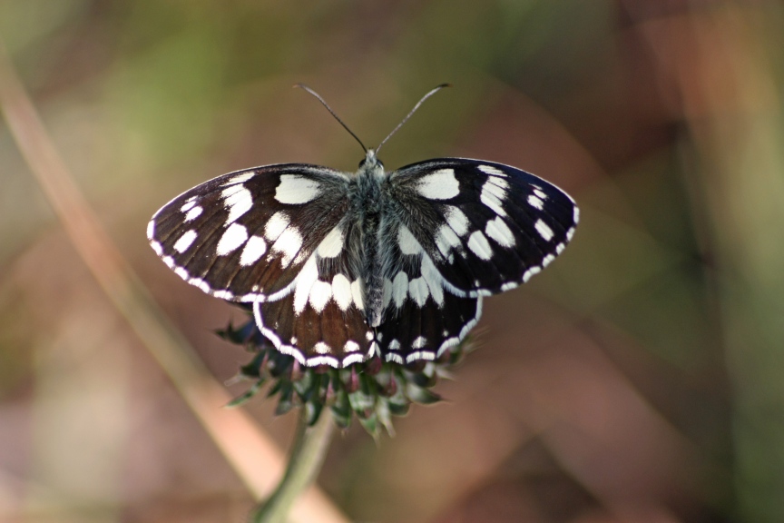 la melanargia galathea fa sempre la sua bella figura